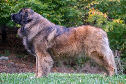 Daimon from Magic Bears