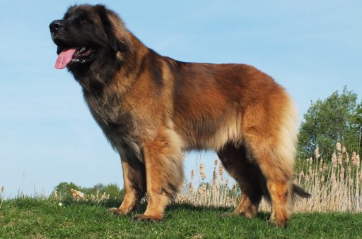 Bali Leo vom Flammberg
