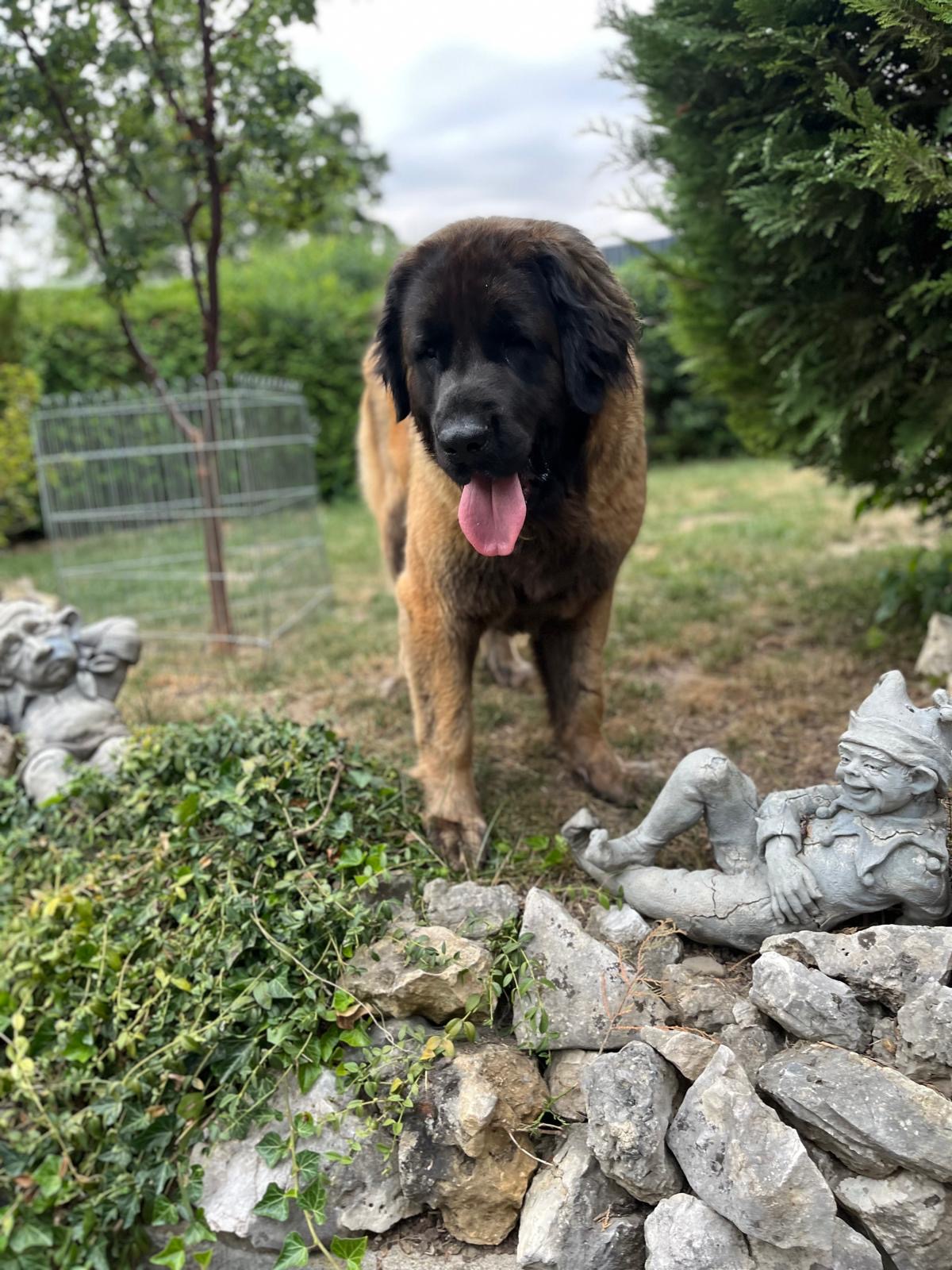 Cosima vom Lonetal 2